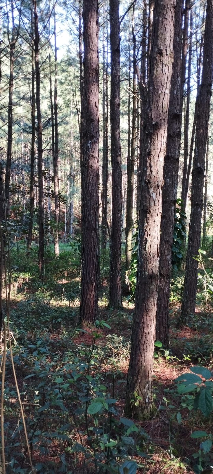 Fazenda próximo Serra Furada, 85hc com 58.000 pés Pinus Elliottis, Grão Pará, SC — foto 4