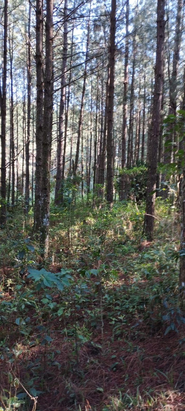 Fazenda próximo Serra Furada, 85hc com 58.000 pés Pinus Elliottis, Grão Pará, SC — foto 2