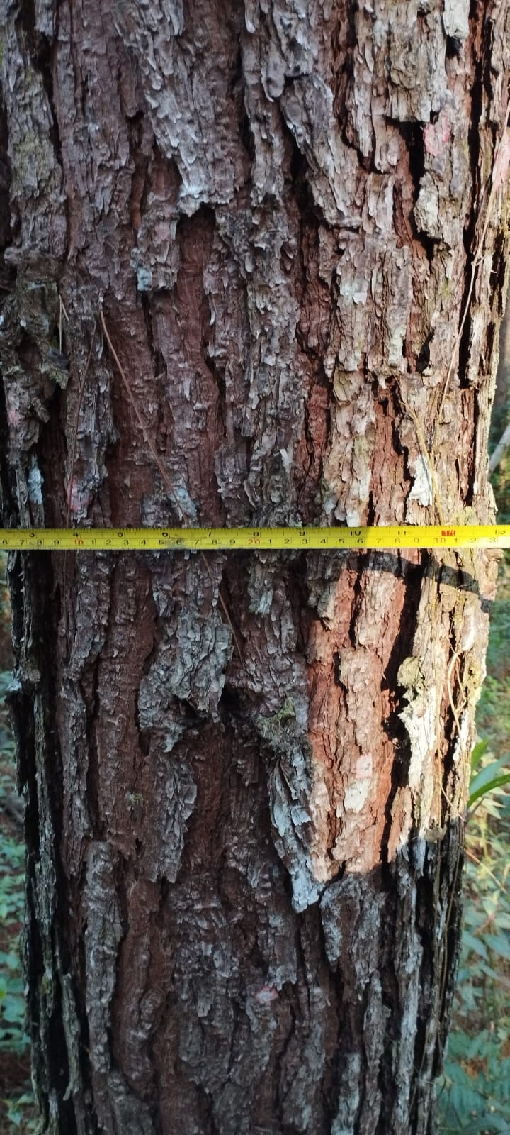 Fazenda próximo Serra Furada, 85hc com 58.000 pés Pinus Elliottis, Grão Pará, SC — foto 3